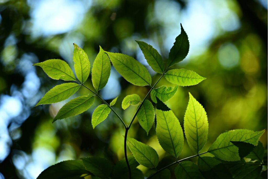 Wonders of Nature